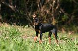 PINSCHER NAIN 169